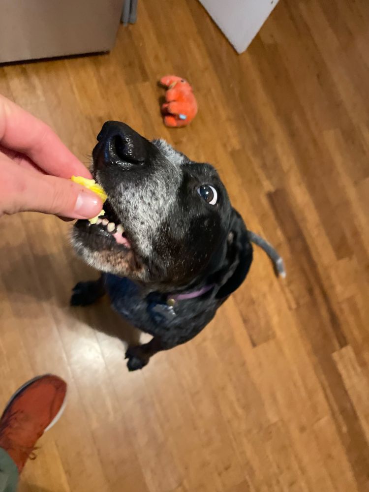 Blue tick coonhound dog getting a little bit of scrambled egg from her person’s hand.  An orange toy anteater is in the background on the floor.
