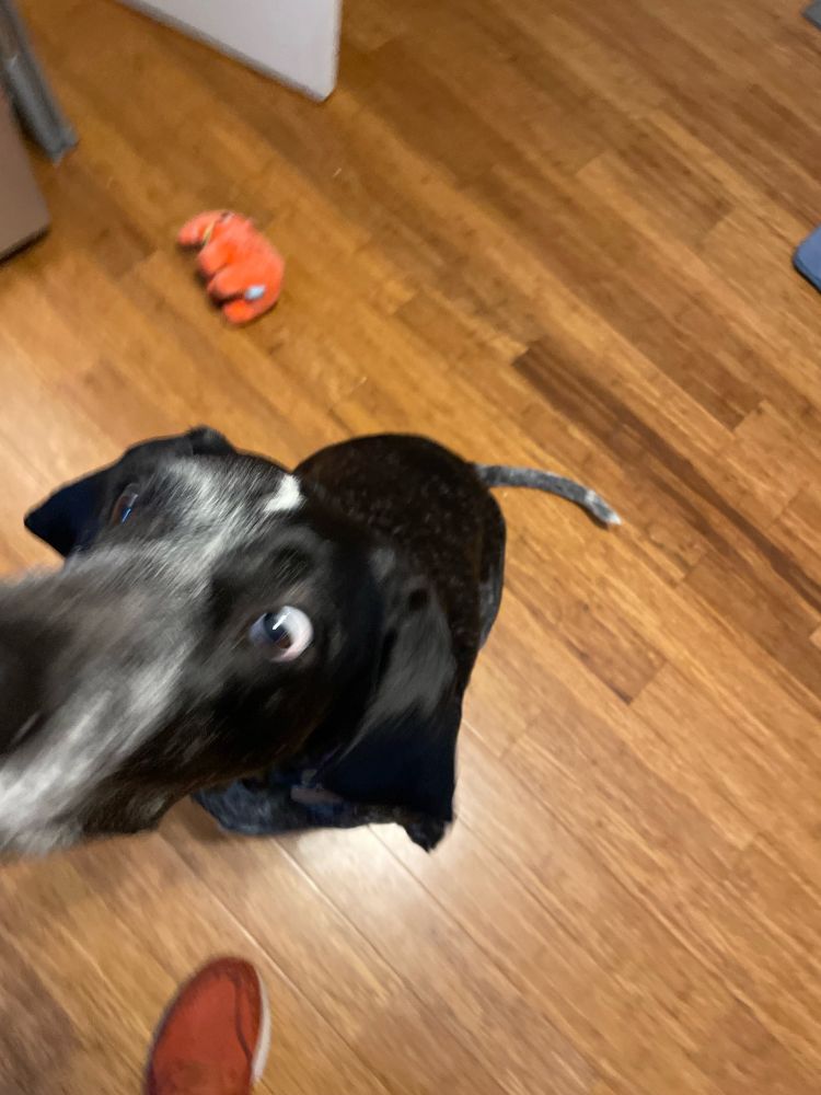 Blue tick coonhound dog with very wide eyes because she smells the scrambled eggs in her off-camera person’s hand.