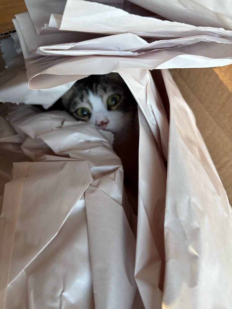 Gray and white cat peaking out of a box full of packing paper.