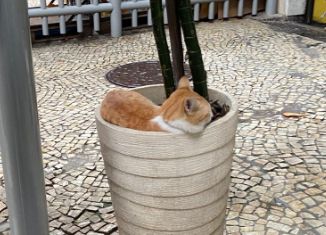 o mesmo gatinho laranja da foto anterior, ainda dentro do pote de planta, mas agora só vemos as costas e um pouco do perfil dele. dessa vez, ele tava dormindo! coisa linda...