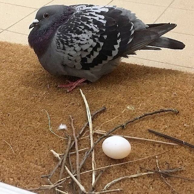 A puffed up pigeon stands on a door mat. There's an egg in the foreground. The egg is surrounded by about a dozen haphazardly placed twigs. The pigeon seems proud of the completely inadequate "nest".