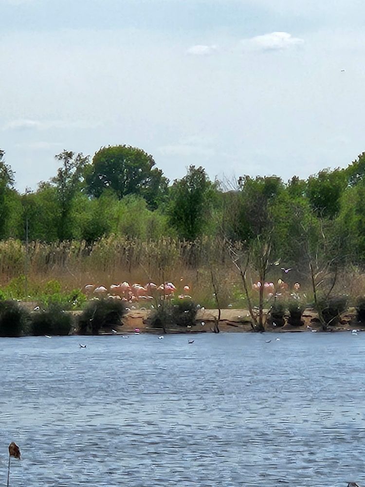 Flamingo's op een eiland.