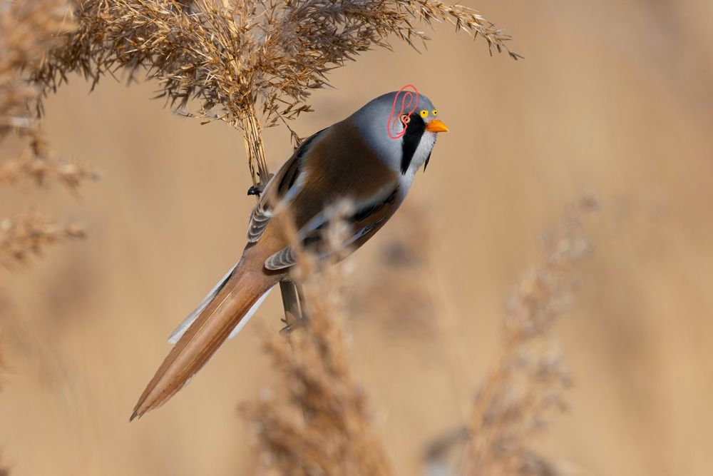 Nu is het een bakkebaard en met oren en ogen just, goed zo?