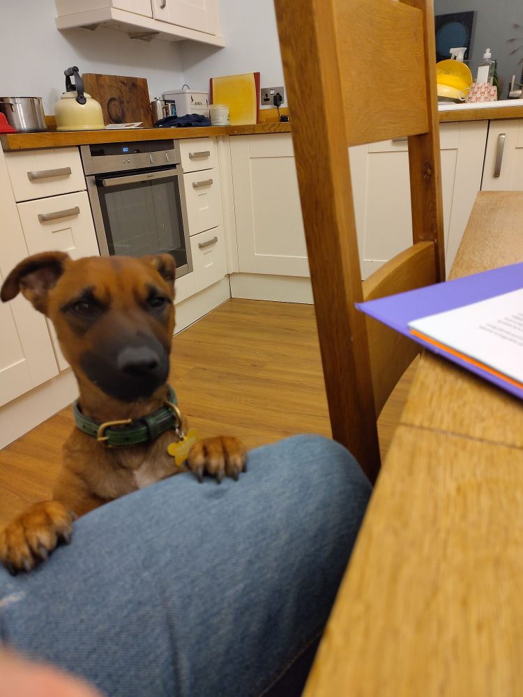 Young mixed breed terrier popping up onto the owner's leg imploringly. 