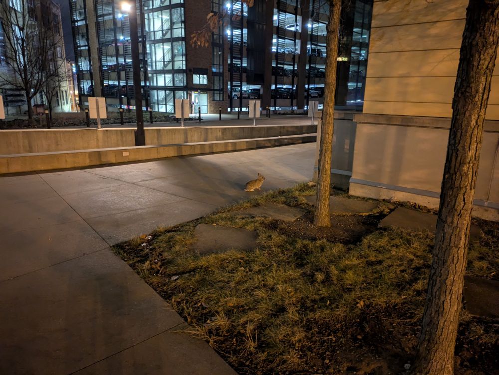 A rabbit, just hanging out near a downtown Milwaukee parking garage.
