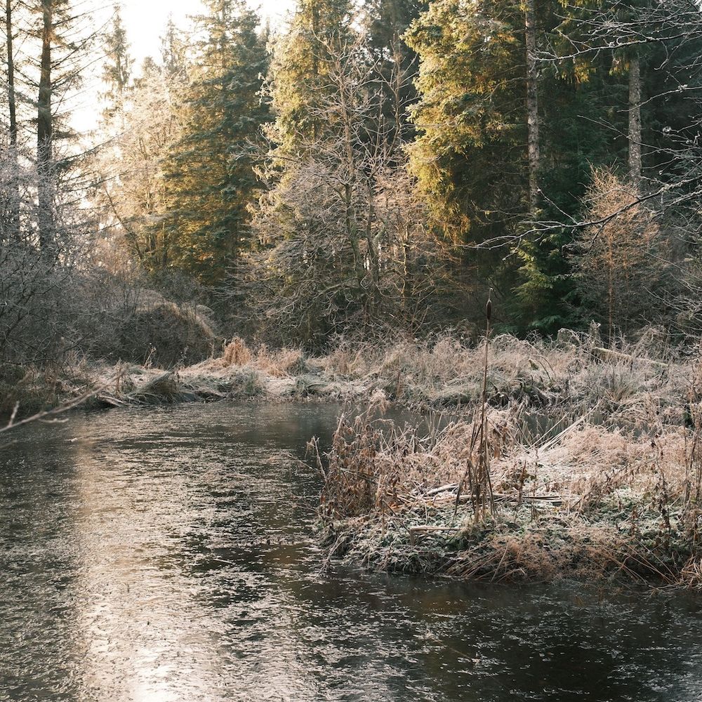 frozen nature pond in forest 