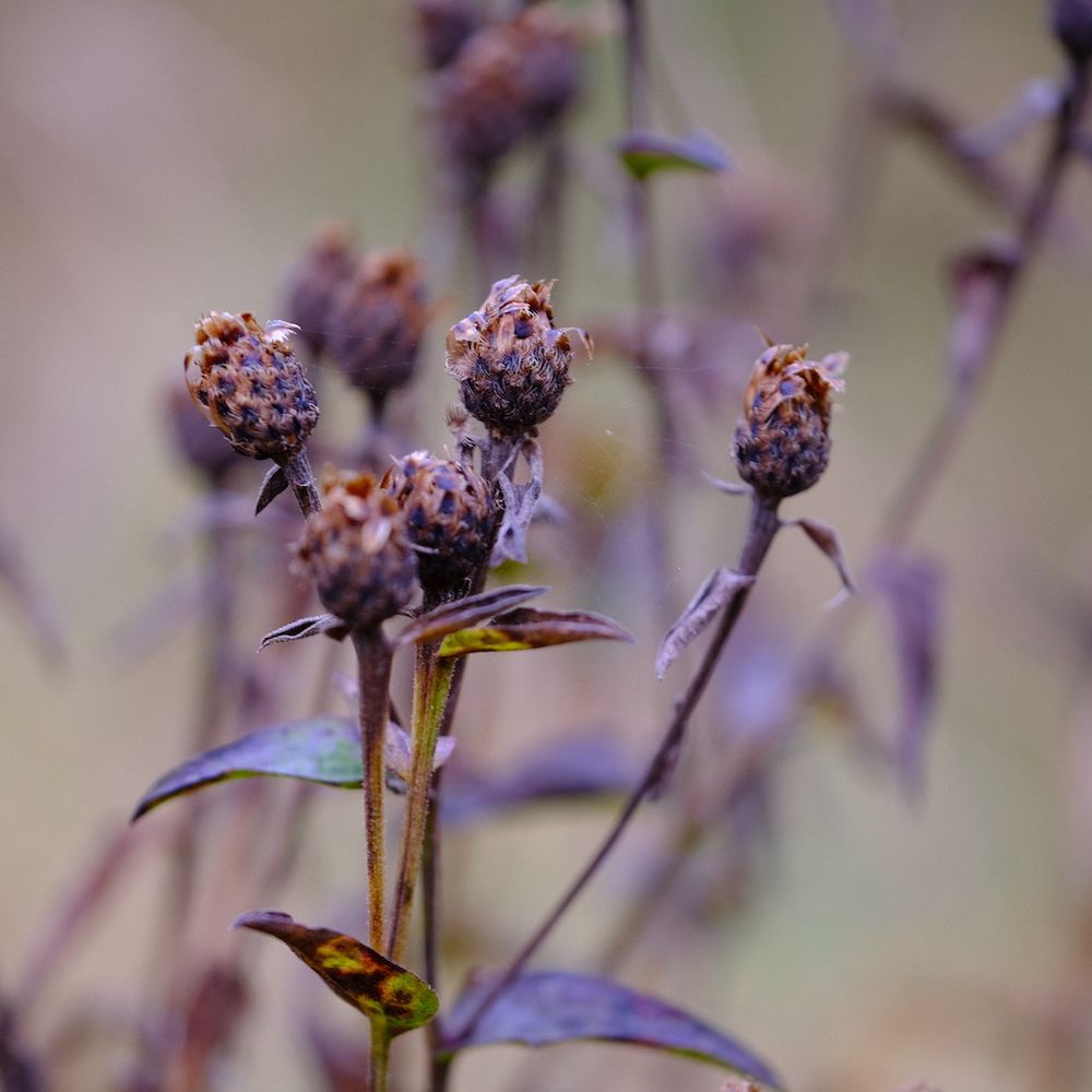 autumn flower heads 