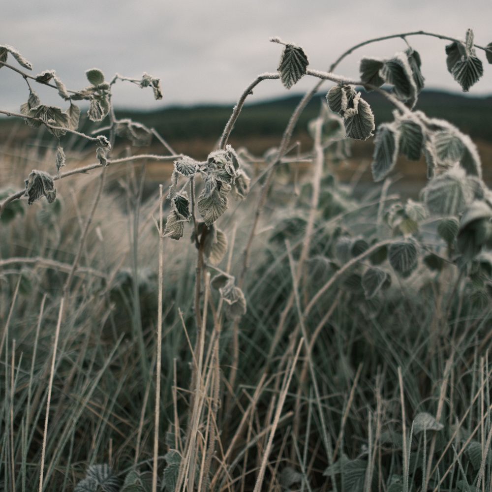 Frosty autumn nature scene 