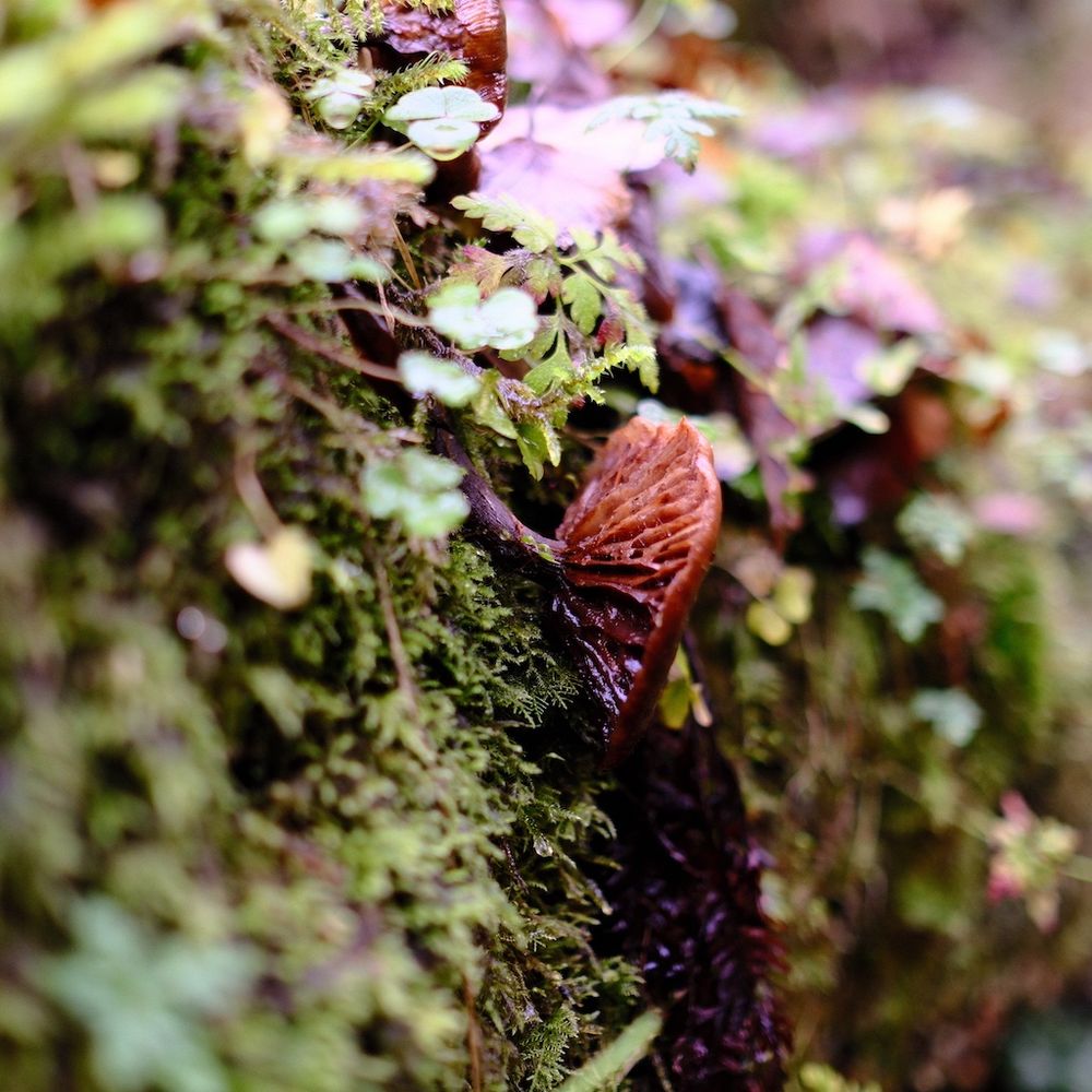 Nature scene with mushroom 
