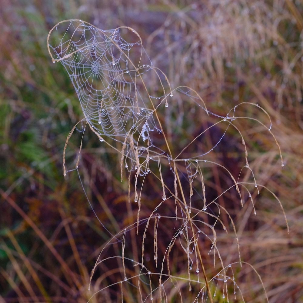 spider web on grass with rain droplets 