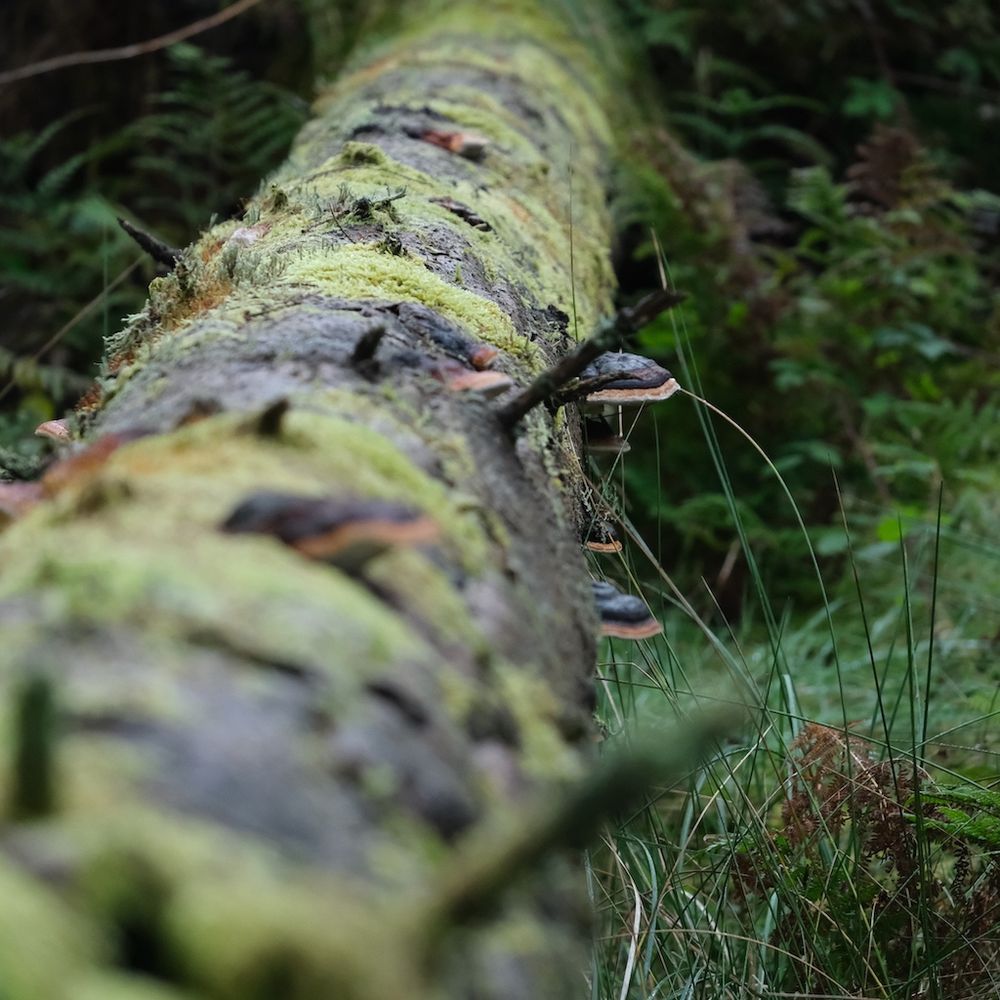fungus on a tree trunk on the ground 