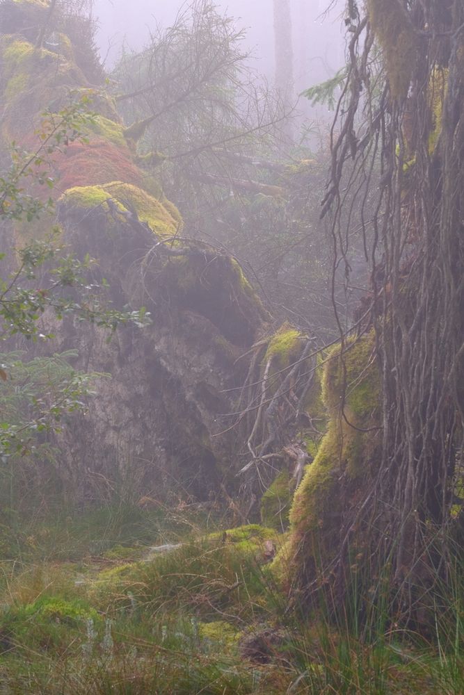 Forest Scene 