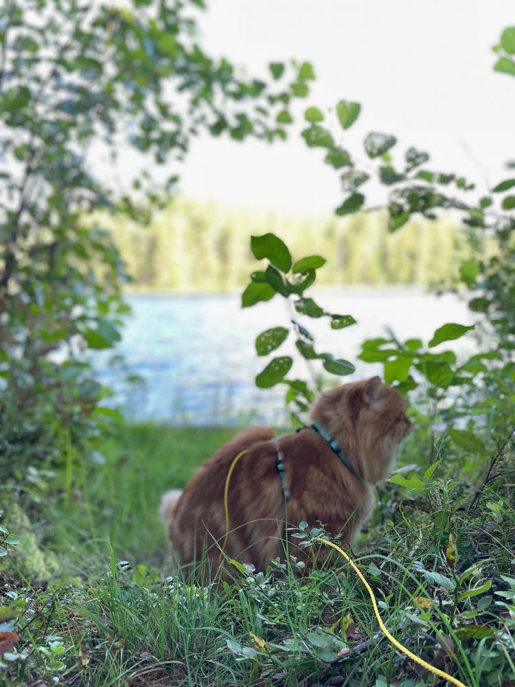Orange cat enjoying the view of the lake, sniffing around in the bushes