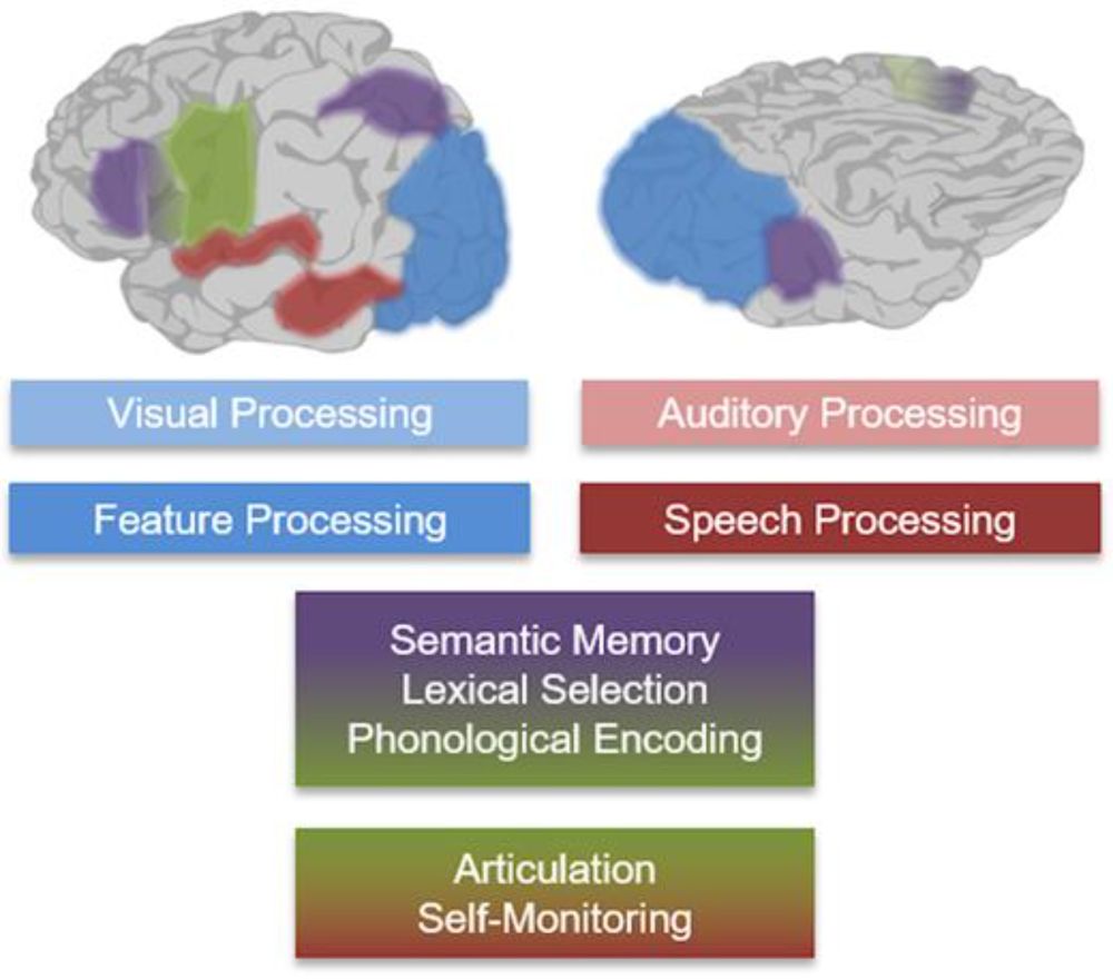 A lexical semantic hub for heteromodal naming in middle fusiform gyrus