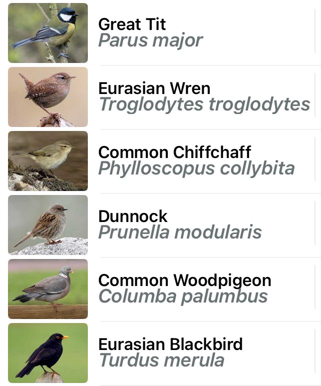 Great Tit
Wren
Chiffchaff
Dunnock
Woodpigeon
Blackbird
