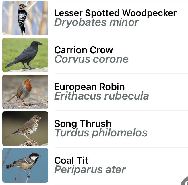 Lesser Spotted Woodpecker
Carrion Crow
Robin
SongThrush
Coal Tit 