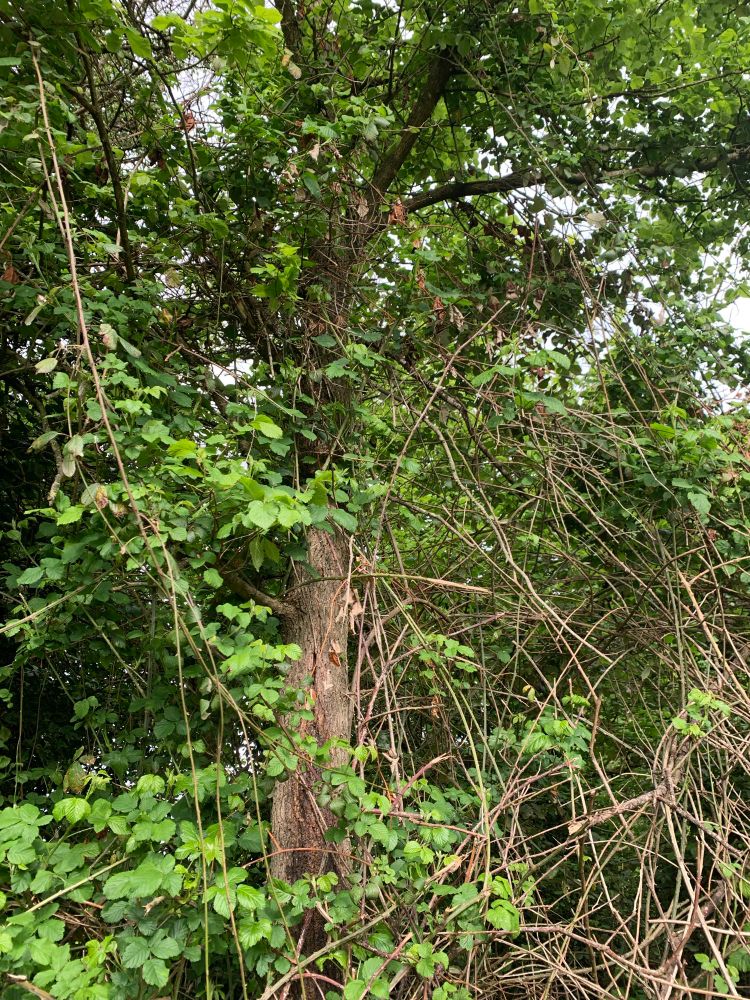 Hedgerow