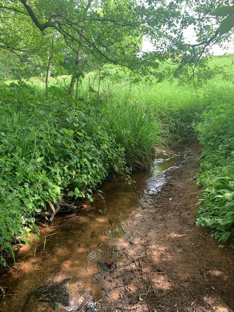 Peacock Brook flowing through a meadow 