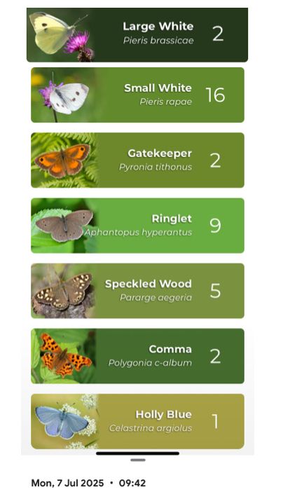 Butterfly Count for 7/7/25 
Large White 2
Small White 16
Gatekeeper 2
Ringlet 9
Speckled Wood 5
Comma 2
Holly Blue 2
