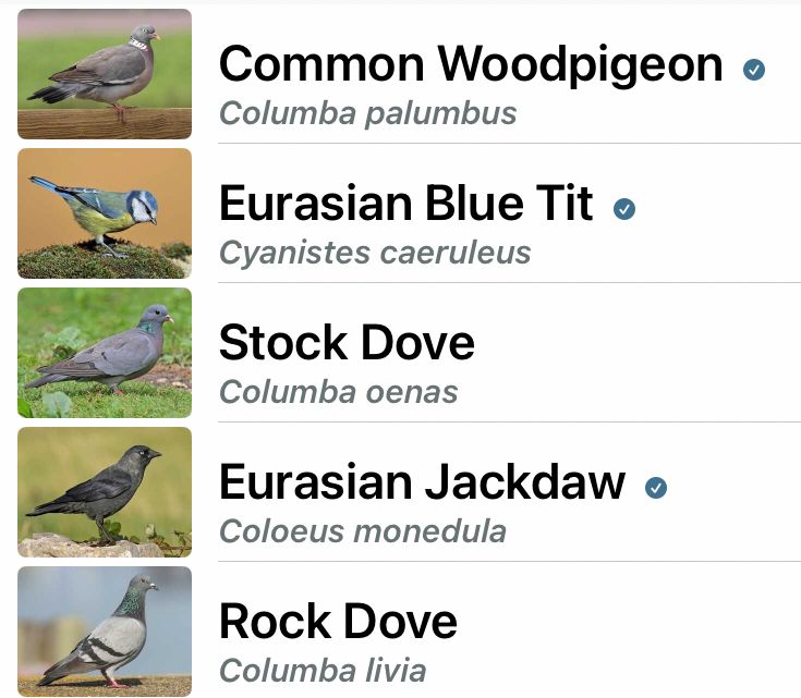 Common Woodpigeon, Eurasian BlueTit, Stock Dove, Eurasian Jackdaw, Rock Dove 