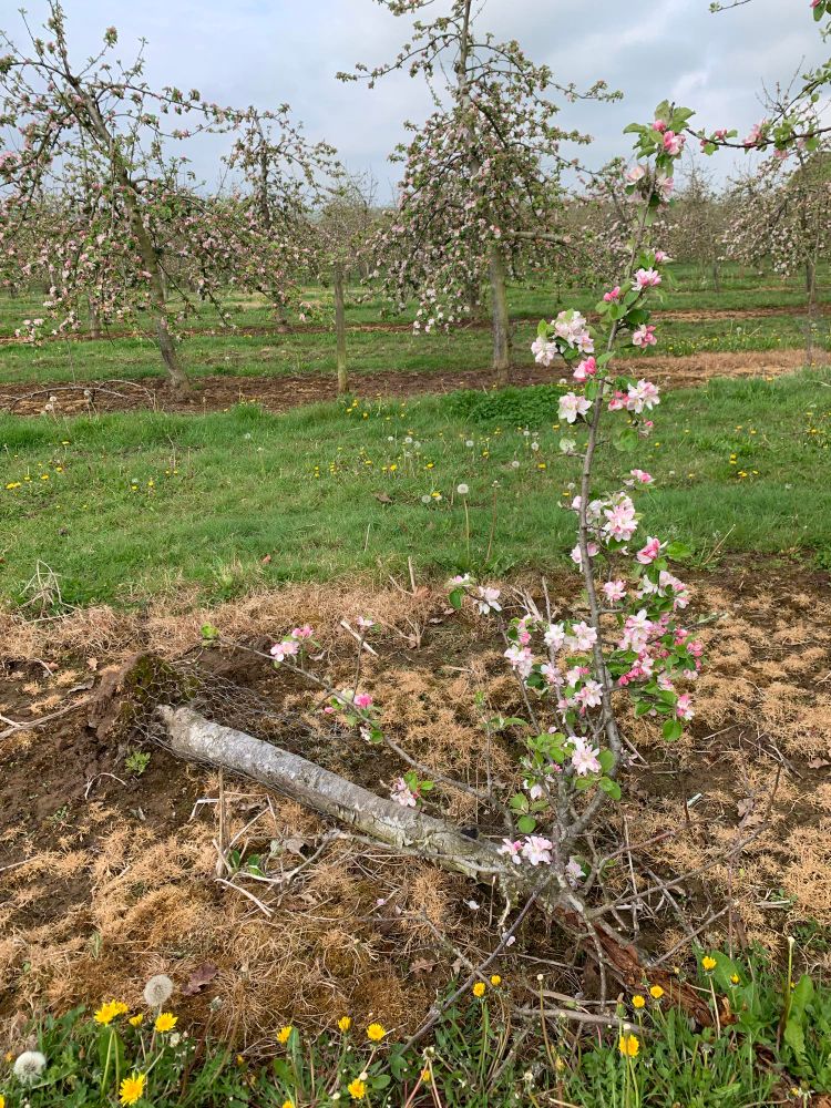 A young apple tree blown down in a winter storm, sends out a living shoot that is in full bloom.