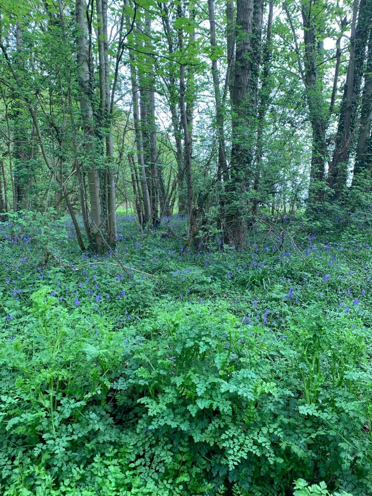 Bluebell Woods