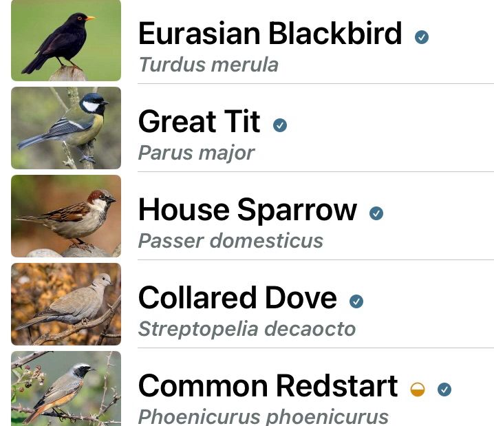 Eurasian Blackbird, Great Tit, House Sparrow, Collared Dove, Common Redstart