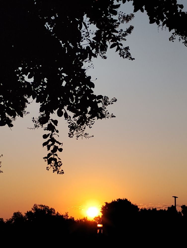Sunrise behind trees and a light pole.