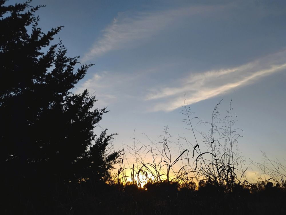 Sunset behind a tree.