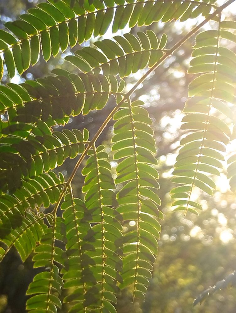 Sunbeams through trees leaves.