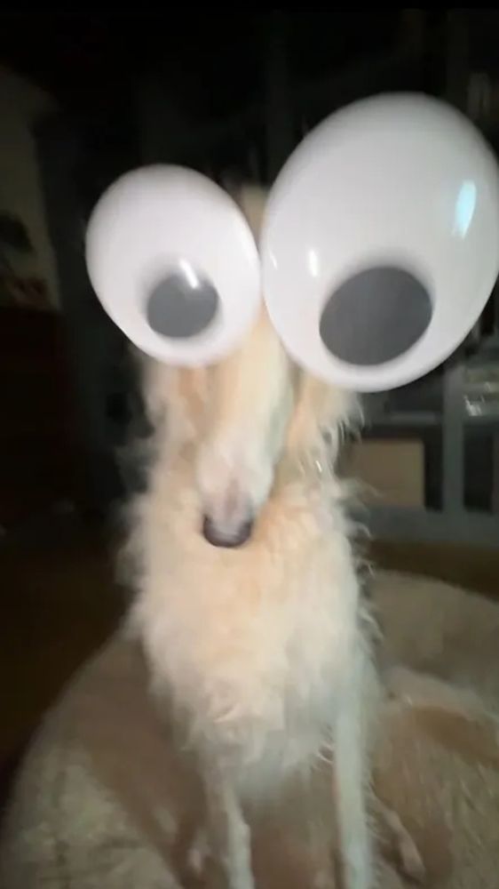 A slightly-blurry photograph of a borzoi dog over its bed, looking at the viewer. It's got a headband on that makes it look like it has big googly eyes, with its left eye being bigger than its right one.

In the background, much dimmer than the dog itself, are pieces of furniture.