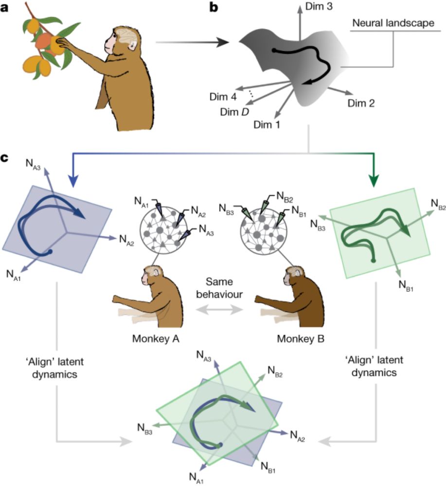 Preserved neural dynamics across animals performing similar behaviour - Nature