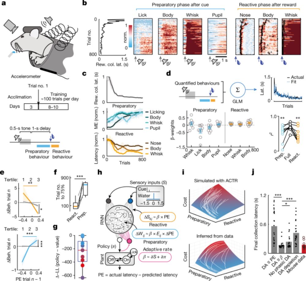 Mesolimbic dopamine adapts the rate of learning from action - Nature