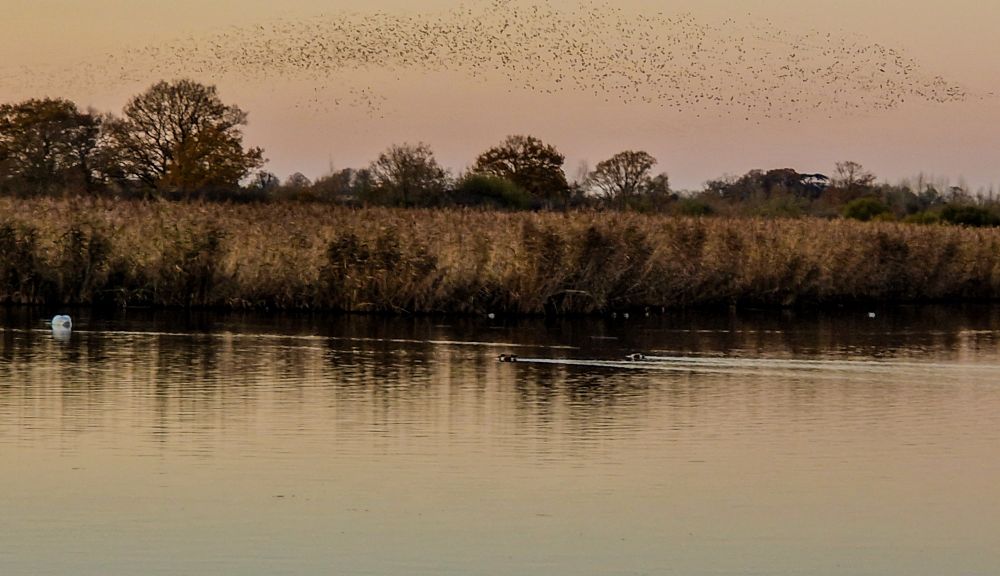 Otmoor murmurations (a very small part of it)