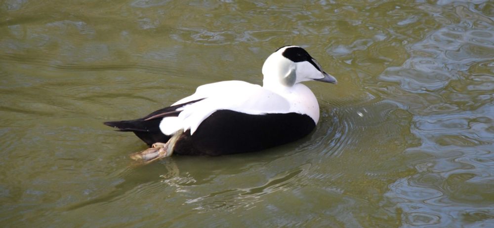 Northumbrian Eider duck... their unique cooing calls would have been part of the soundscape when Eanflæd was at the royal centre at Bamburgh.
