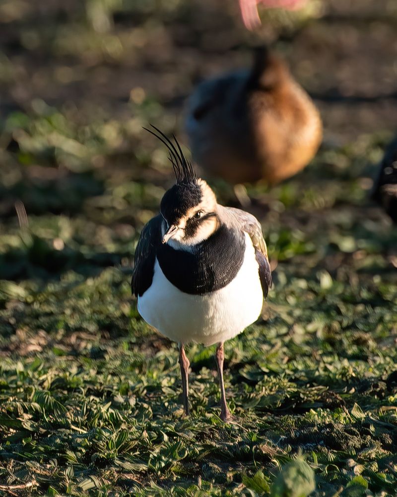 Lapwing (or peewit)
