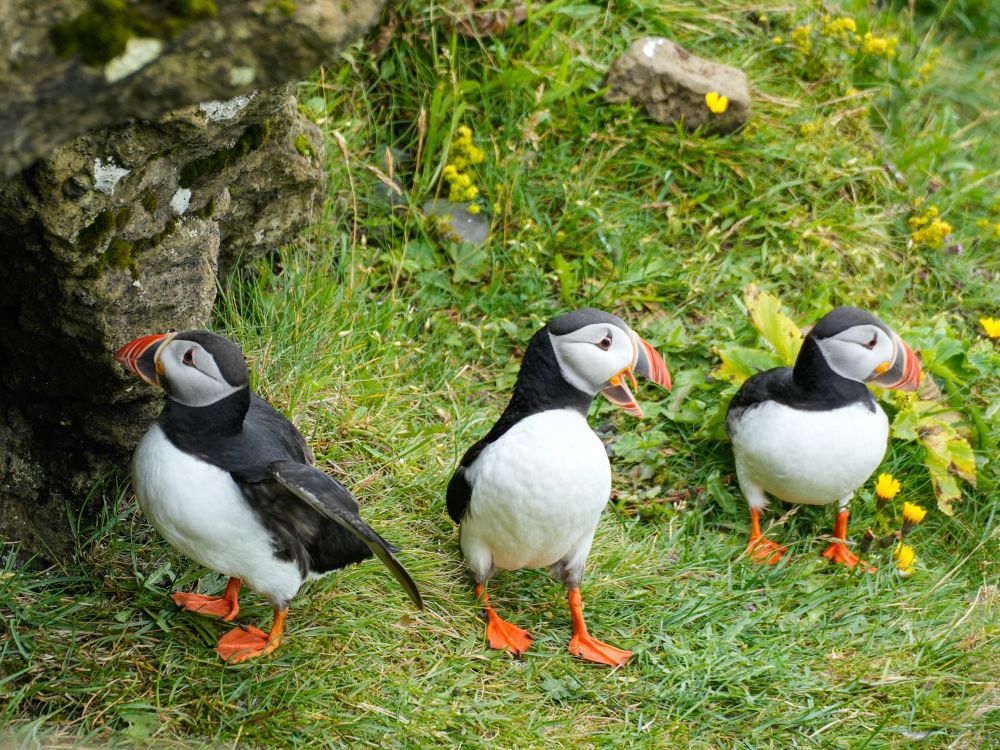 A puffin family just outside of a cave nest.
