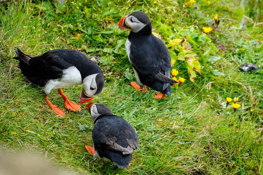 A moment of reassurance - two of the puffins seemed young and unsure despite having adult coloring. 