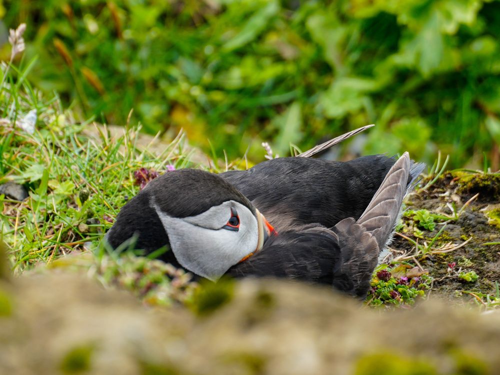 A tired looking puffin tucking its beak under a wing, but still keeping an eye on the sky. 