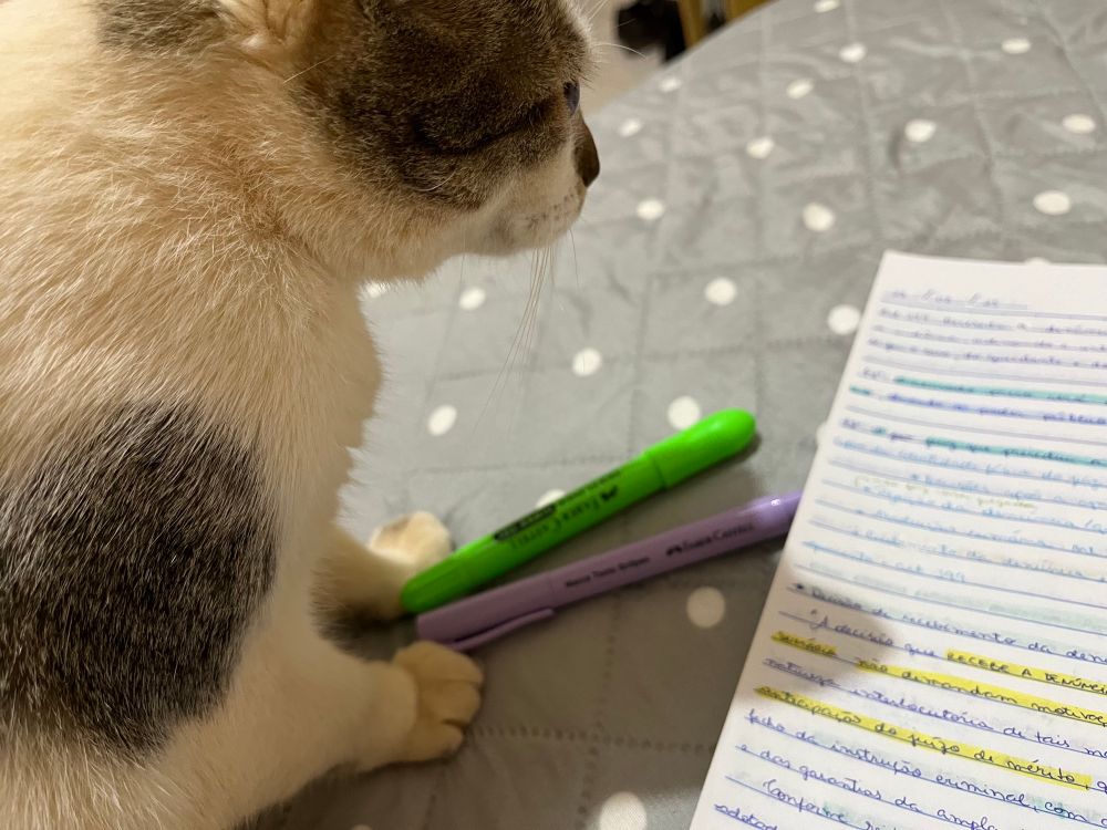 gata branca com detalhe cinza em cima de uma cama. ao lado dela tem metade de uma folha de caderno escrita, e entre as patinhas tem dois marca-textos