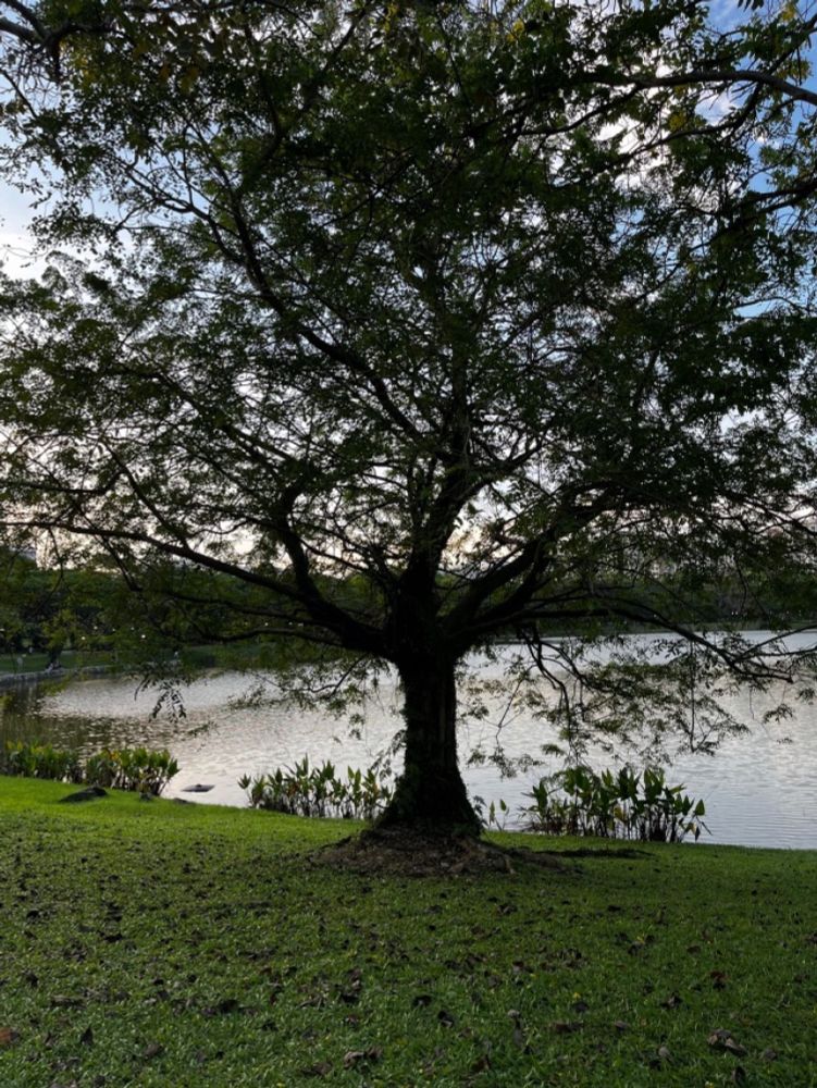 From admiring a tree to becoming a bird