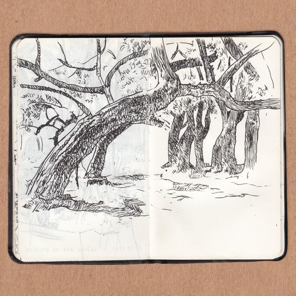 Árvores na praça Pio XII, desenho de hachuras a caneta preta sobre caderno de esboços.