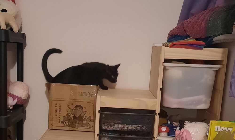 Black cat getting out of a cardboard box