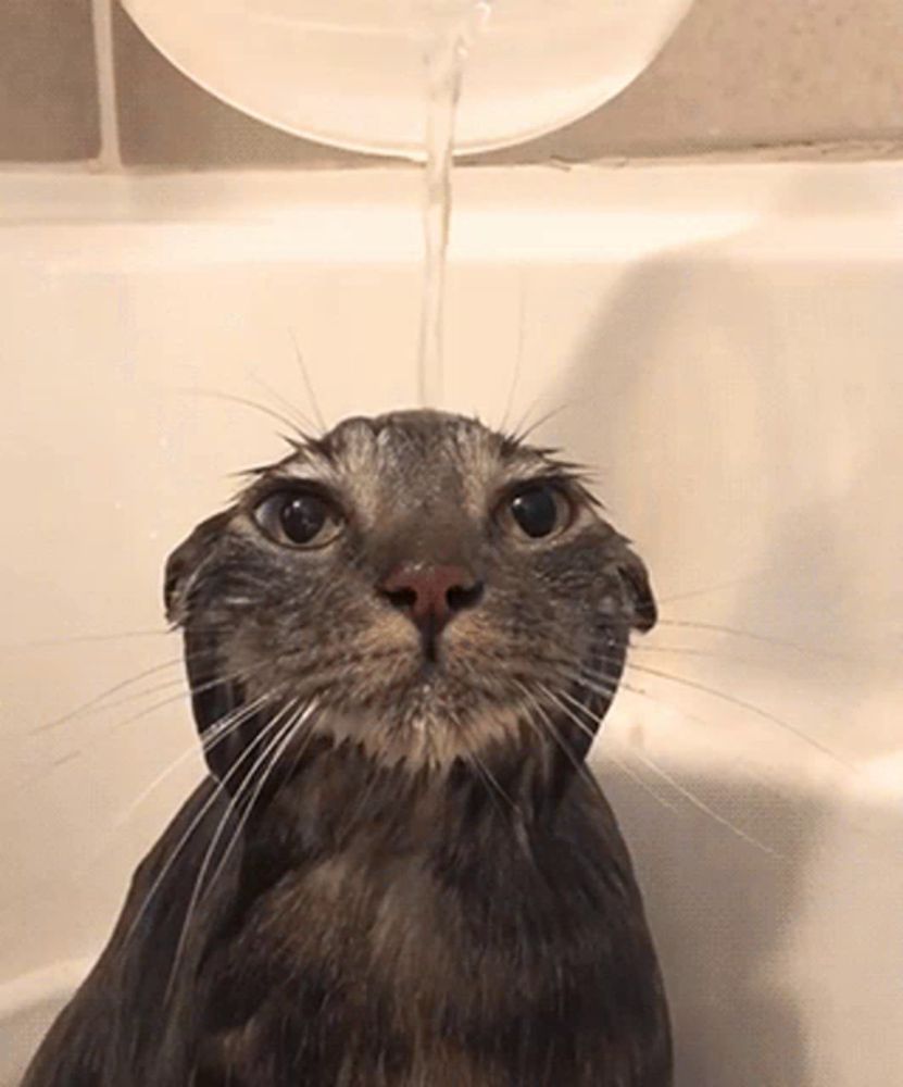 Cat Wet GIF