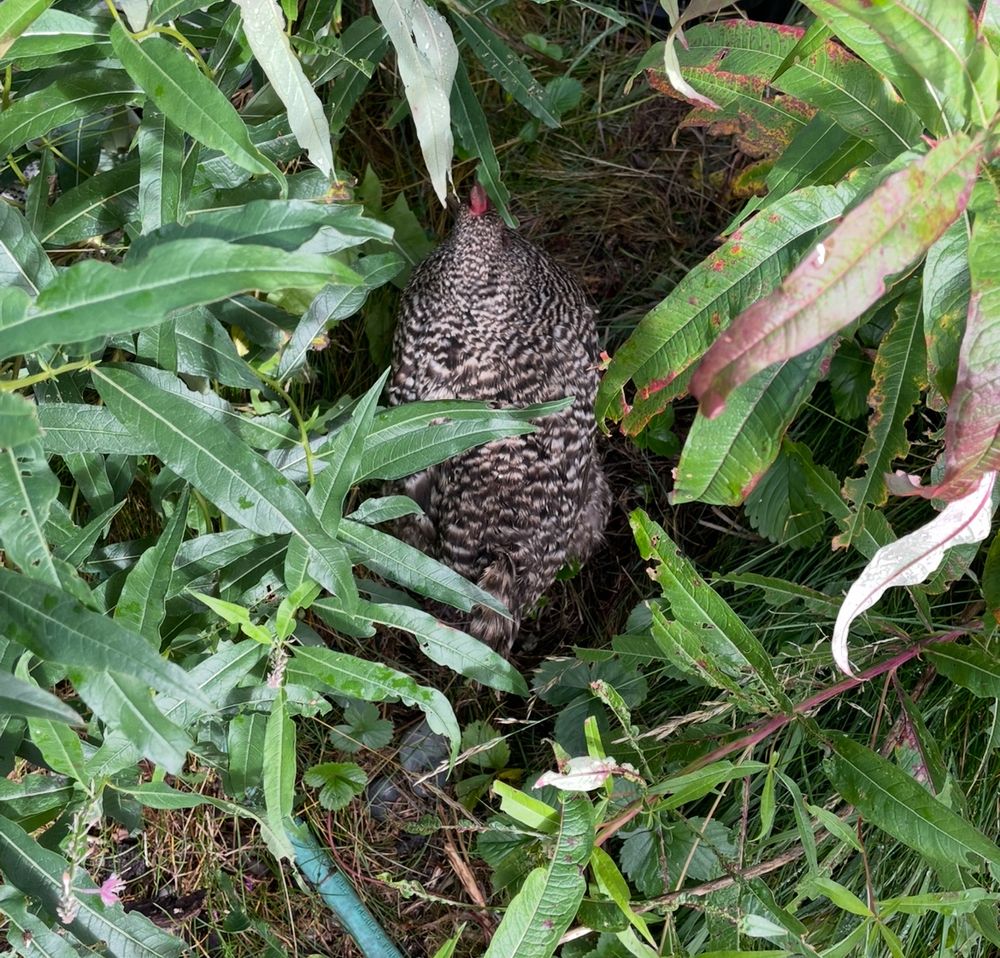 Black & white speckled Barred Rock chicken among green fireweed leaves