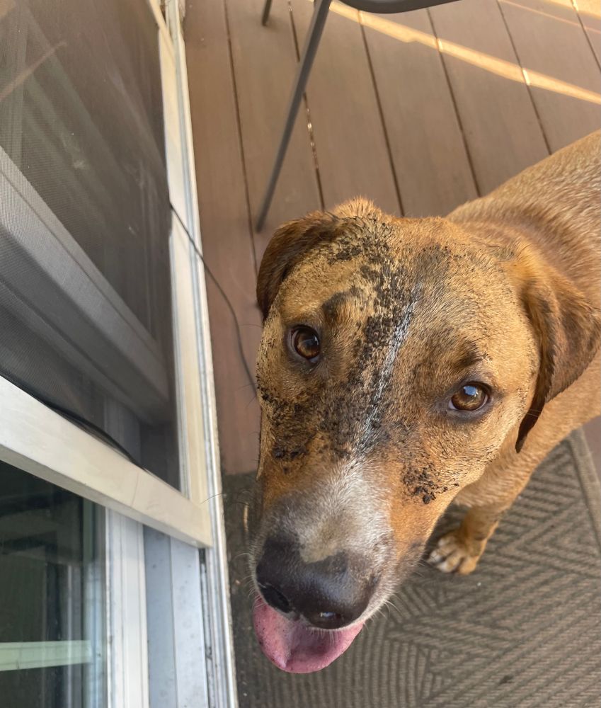 Tan and white dog with a wet face covered in mud. His expression says “more!”