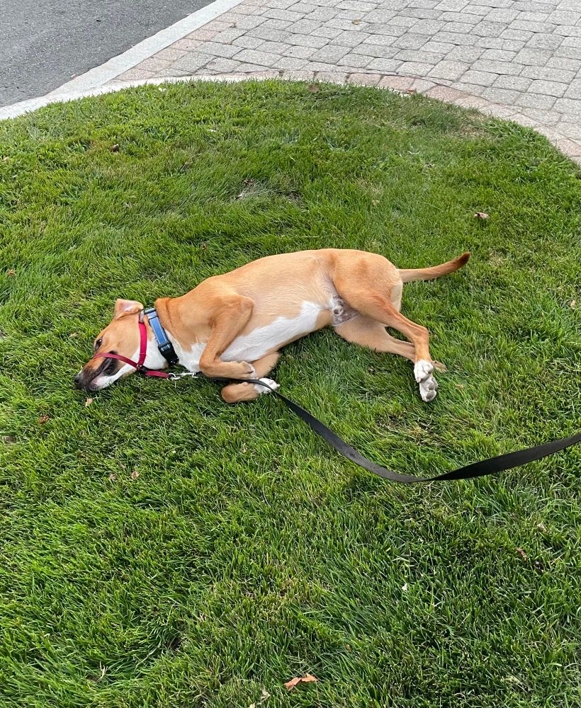 Tan and white dog wearing a gentle leader and leash, lying on his side in the grass beside a driveway.
