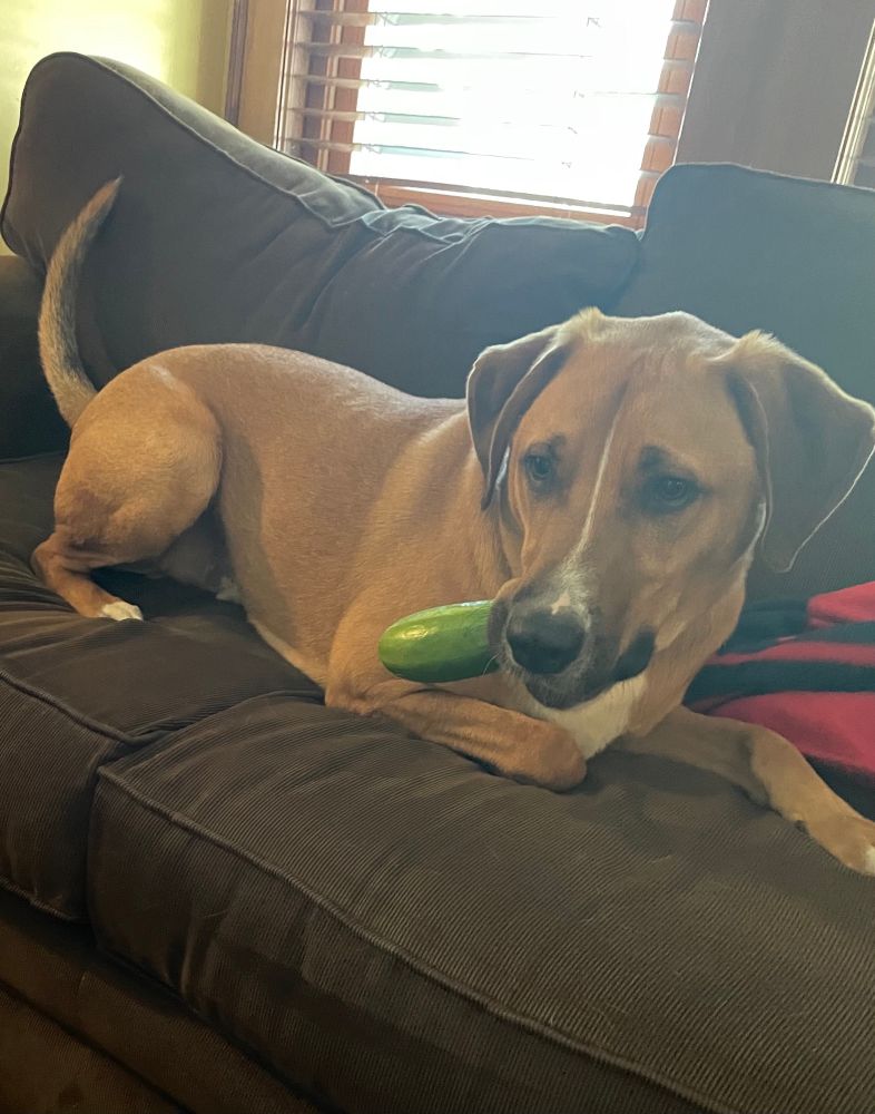 Tan dog on brown couch with a cucumber hanging sideways out of his mouth, like a wise guy chewing on a cigar. 