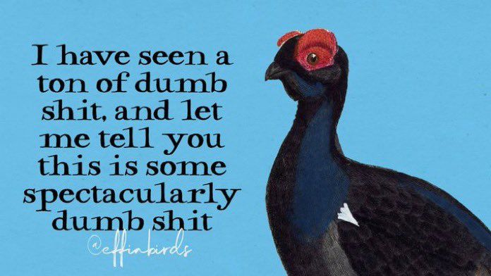 Meme from Effin Birds with a quail on one side and the text “I have seen a ton of dumb shit, and let me tell you this is some spectacularly dumb shit.” (@effinbirds)