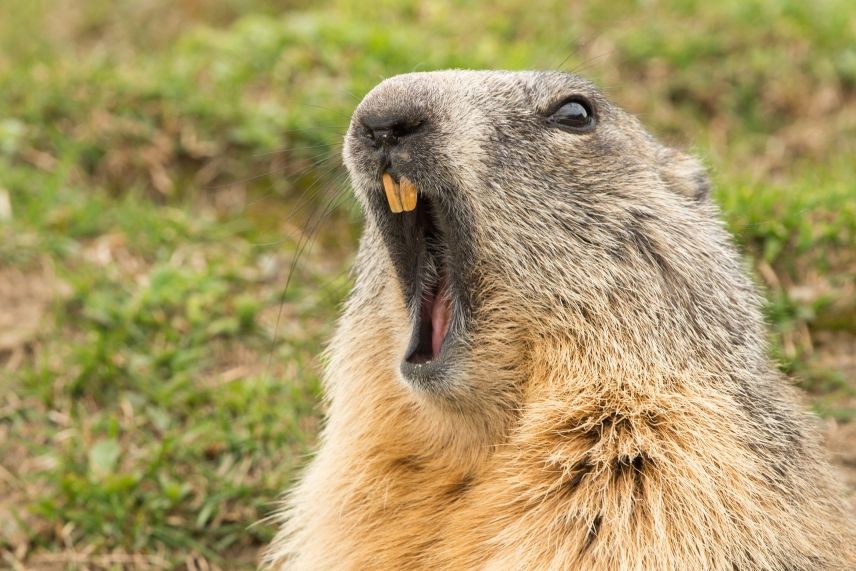 Groundhog screaming in sheer terror